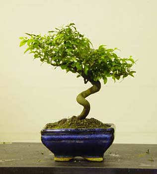 بونسای بادام پرسپولیسی